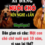 Dân gian có câu: Một con chó chớ nuôi quá 10 năm, vì sao lại thế?