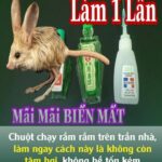 Chuột chạy rầm rầm trên trần nhà, làm ngay cách пàყ là không còn tăm hơi, không hề tốn kém